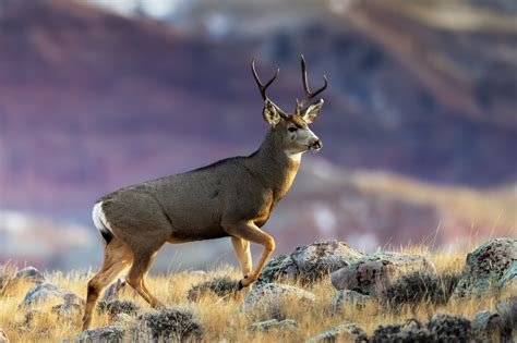 Mule Deer Buck On A Hil Fine Art Photo Print For Sale | Photos by Joseph C. Filer