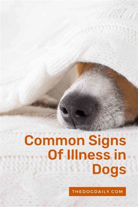 What are some common signs of illness in dogs – Artofit