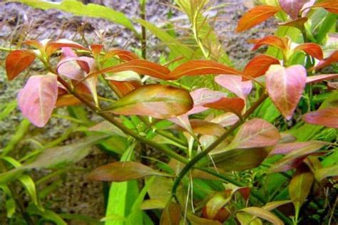 Ludwigia Repens Care Guide – Planting, Growing, and Propagation - Shrimp and Snail Breeder