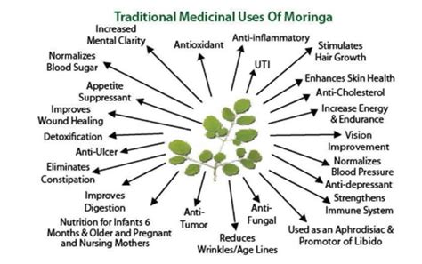 The medicinal potential and benefits of Moringa (Malunggay) - Central ...