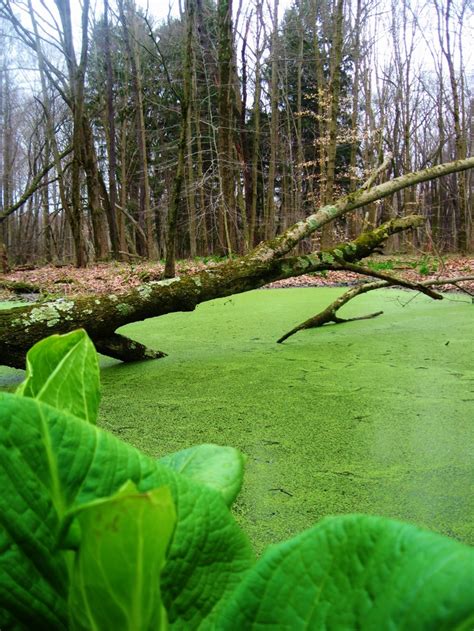 Moss? Algae? Covered Pond in Slippery Rock, PA | The town of Slippery Rock | Pinterest