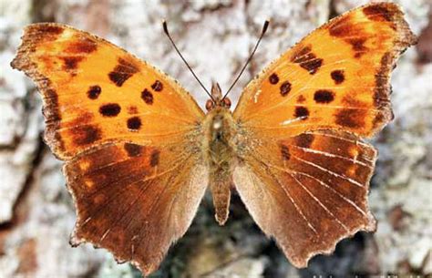 A dorsal view of summer form of an adult eastern comma, Polygonia comma (Harris). (Perry County ...