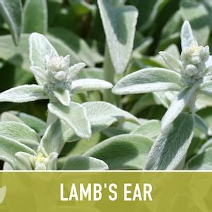 Lamb's Ear Flower Seeds Heirloom Seeds, Silver Carpet Flower ...