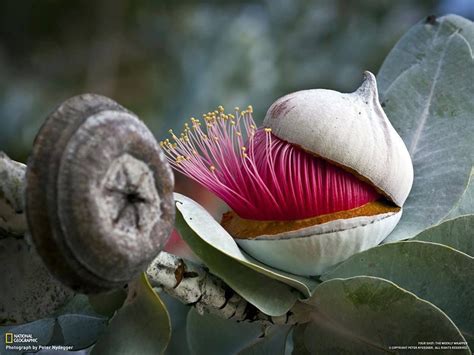 Épinglé par The Healing Lotus sur «Photographs» | Plantes inhabituelles ...