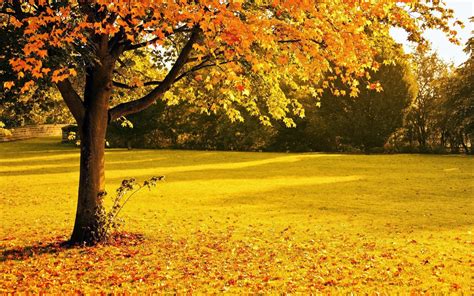 Herfst achtergronden met park