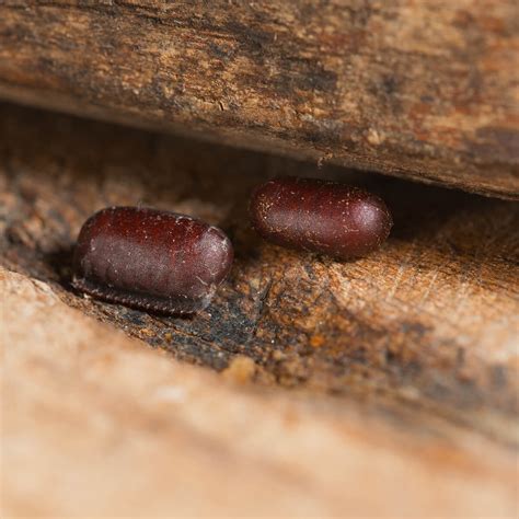 How to Identify & Get Rid of Cockroach Eggs | Fantastic Pest Control