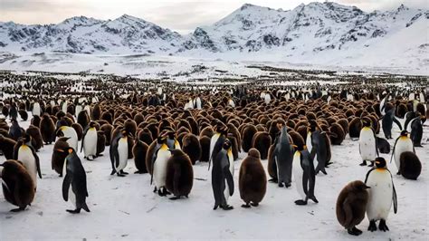 Emperor Penguin Facts: A Complete Reference to Their Amazing Life and ...