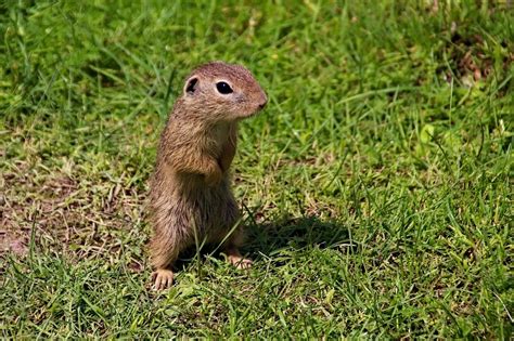 10 Tips For Controlling Gophers, Voles, And Moles - Yards Improved