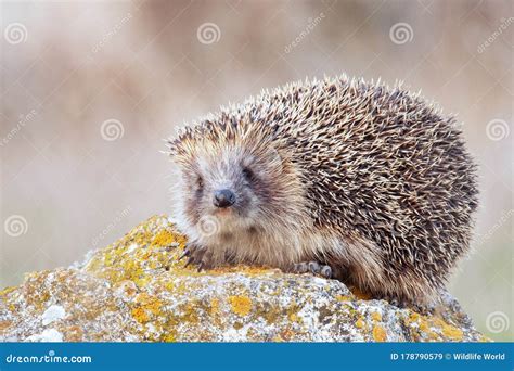 European Hedgehog, Erinaceus Europaeus in Its Natural Habitat Stock ...