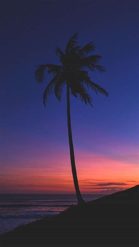 Night View Of Palm Trees 4K Phone Wallpaper