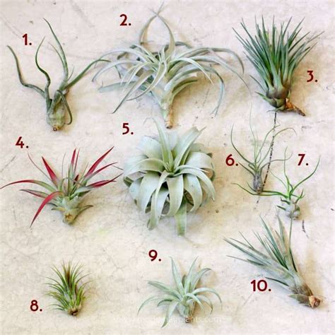 Air plants for Bioactive Habitats Tillandsias - USMANTIS