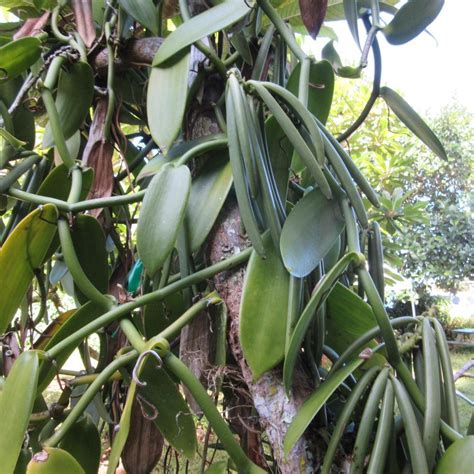 Rooted 2-3" Vanilla Planifolia 'Vanilla Orchid' live Vanilla bean vine - Other Plants & Seedlings