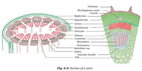 Plant Tissue - Meristematic - Simple, Complex Permanent Tissue