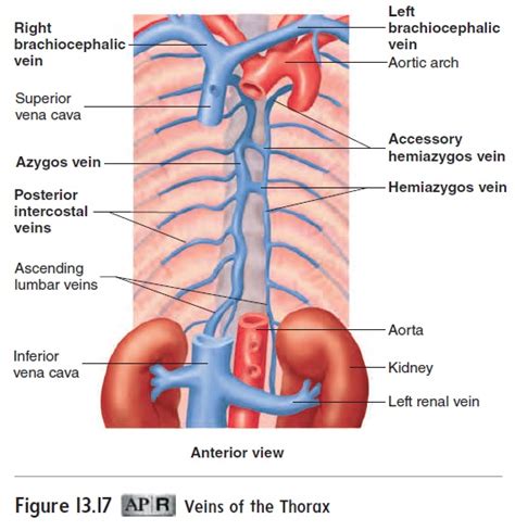 Blood Vessels of the Systemic Circulation: Veins