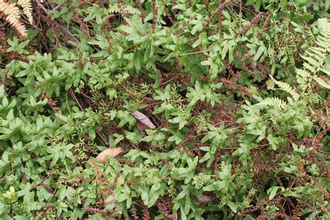 Lygodium palmatum (Bernh.) Sw.-American Climbing Fern