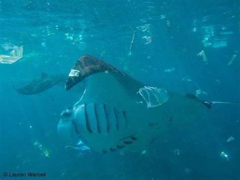 Take the #PlasticFreeJuly Challenge to Protect Our Oceans - Greenpeace USA