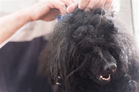 What To Use For Matted Dog Hair at John Ruel blog