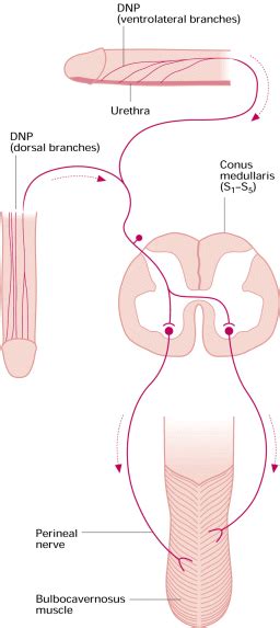 Reflex innervation of the bulbocavernosus muscle - Yang - 2000 - BJU International - Wiley ...