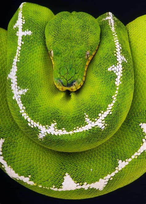 45 Emerald Tree Boa Facts (Guide to Both Species) Diet, Habitat, Babies ...