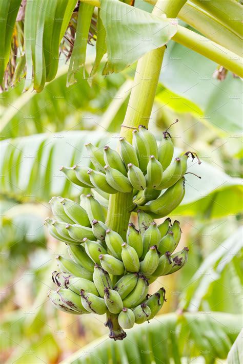 Banana plantation | Background Stock Photos ~ Creative Market