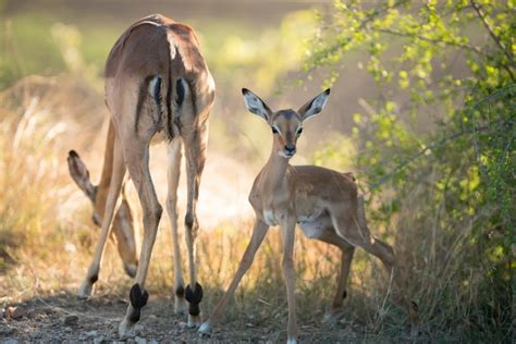 Free Photo | Beautiful shot of a mother antelope eating grasses with an alert face of baby antelope