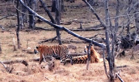 Hunter turns into Conservationist: Story of Jim Corbett National Park