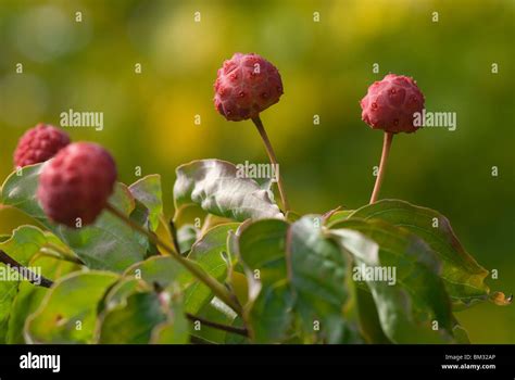 Cornus kousa fruit bodies Stock Photo - Alamy