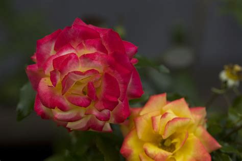 Rose Carnival | a rose different from the others. | alcidesota@yahoo.com-OFF-For Several Months ...