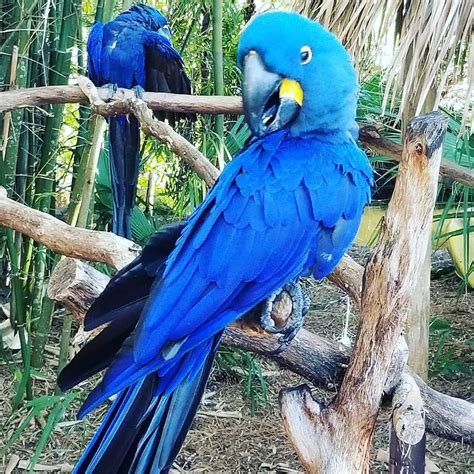 Adorable Hyacinth Macaws For Sale - Terry's Parrot Farm