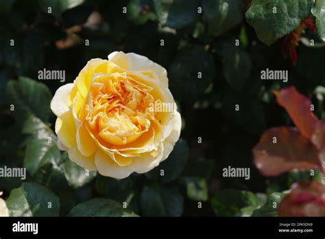 2023 Rose Festival Taipei Stock Photo - Alamy