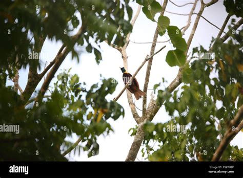 bird, papua new guinea, nature, forest, endemic, animal, wildlife ...