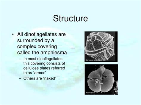 Dinoflagellates Structure