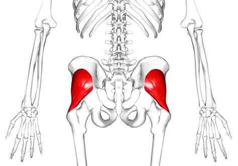 Gluteus minimus -Yoga Anatomy