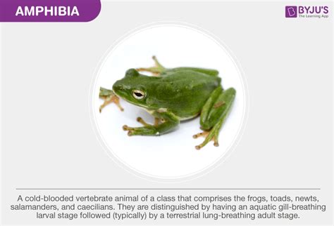 Types Of Amphibians List