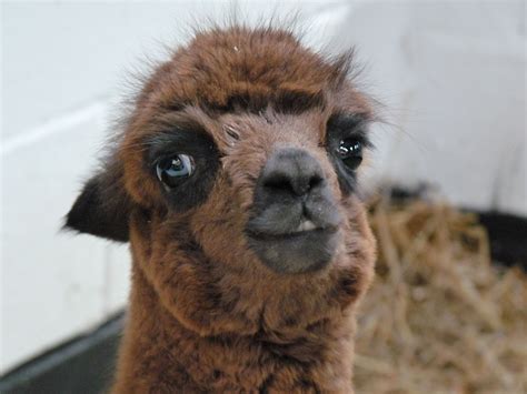 Baby Llama, only 8 days old! | Baby llama, Llama, Animals