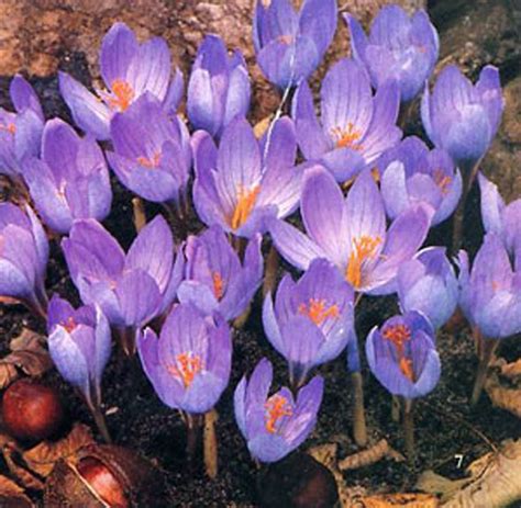 Crocus speciosus - Alchetron, The Free Social Encyclopedia