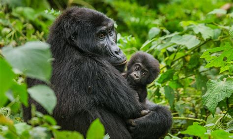 14 Day Uganda Wildlife Tour | TripADeal