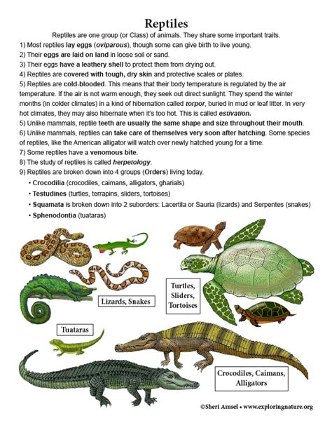 ABOUT REPTILES