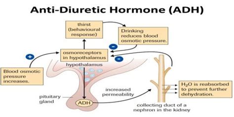 Function of action of Antidiuretic hormone (ADH) - QS Study