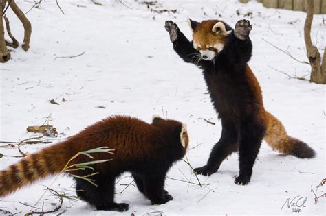 ¿Viven los pandas rojos en China?? - startupassembly.co