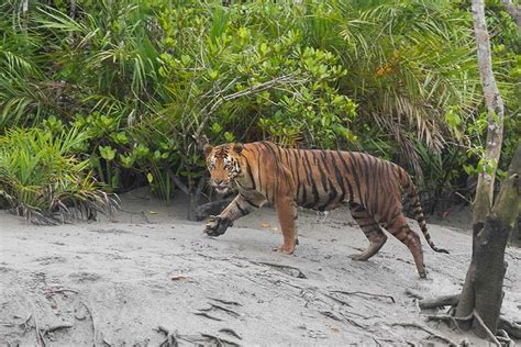 The Sundarban Tiger