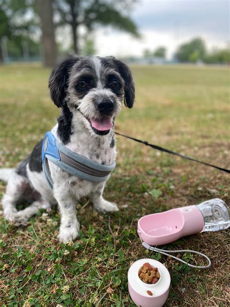 Portable Dog Water Bottle – Max&Missy