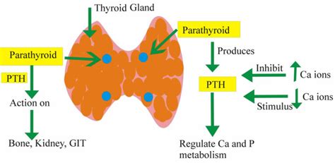 Parathyroid hormone function, low parathyroid hormone & high ...