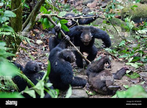 Aggressive chimpanzee hi-res stock photography and images - Alamy