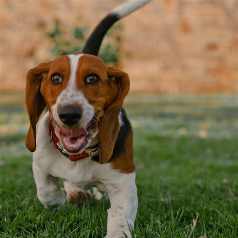 12 Photos of basset hounds running