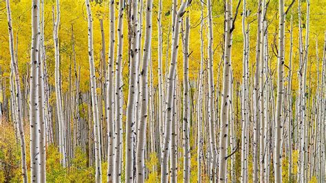 Your ultimate guide for Colorado's fall colors