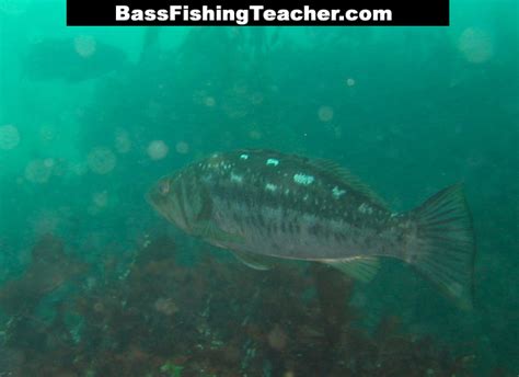 Kelp Bass Fishing - Bass Fishing Teacher