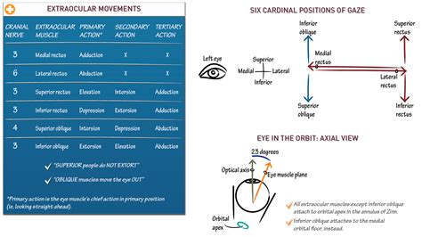 BMS Anatomy: Extraocular Movements | ditki medical & biological sciences