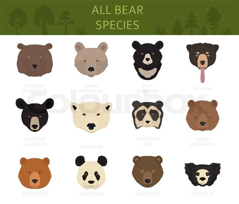 All world bear species in one set. Bears collection. Vector ...