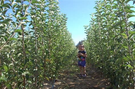 Trees of Antiquity | Pruning fruit trees, Fruit trees, Fruit tree garden